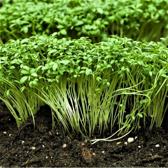 Curled Cress Plant Seeds - 500 Count Seed Pack - A Rather Fast-Growing, Edible herb. - Country Creek LLC