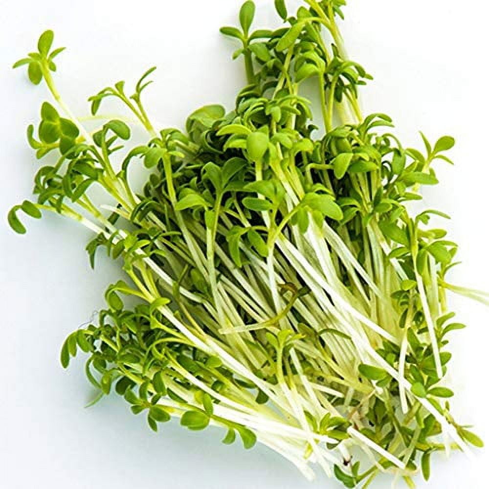 Cress, Curled Seeds - Southern Seed Exchange