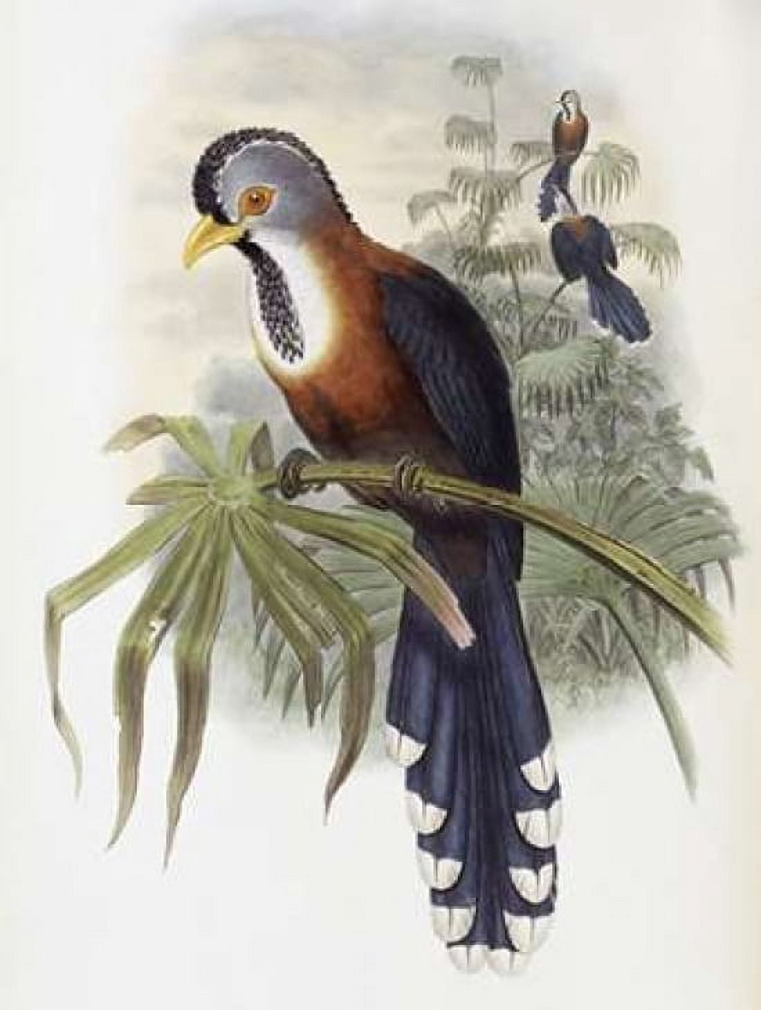 Curled-Crested Cuckoo Canvas Art - John Glover (18 x 24)