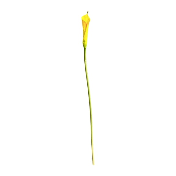 Curled Edge Calla Lily, Orange, 64cm, PU, for Home and Wedding Decoration