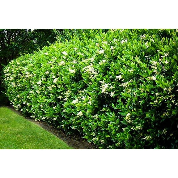 Curled Leaf Privet 1 Live Quart Size Plant Ligustrum Japonicum Recurvifolium, Evergreen Flowering Privacy Hedge, Ornamental Shrub for Lush Landscapes