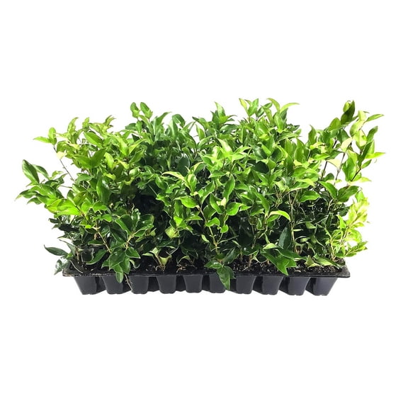 Curled Leaf Privet - Ligustrum Japonicum Recurvifolium - 30 Live Plants - Evergreen Flowering Privacy Hedge