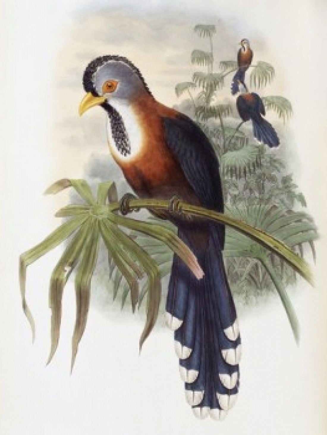 Curled-crested Cuckoo John Gould (1804-1881 British) Canvas Art - John Gould (24 x 36)