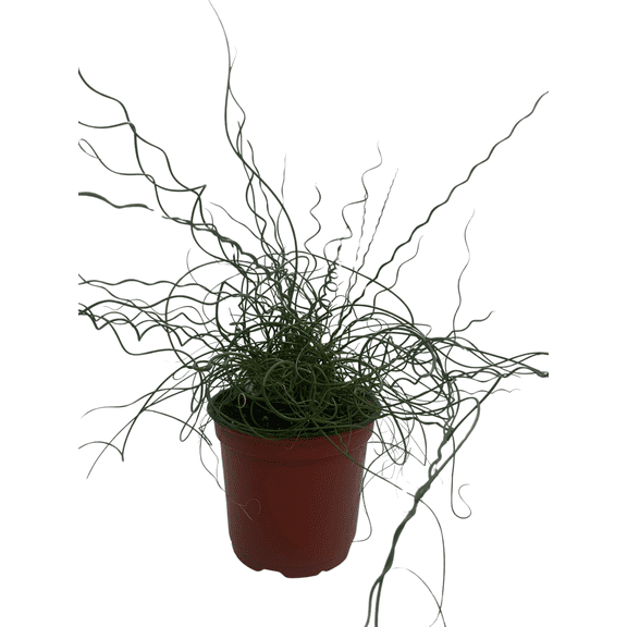 Curls of Love Plant - Juncus effusus Spiralis - 6" Pot - Grow Indoors/Out