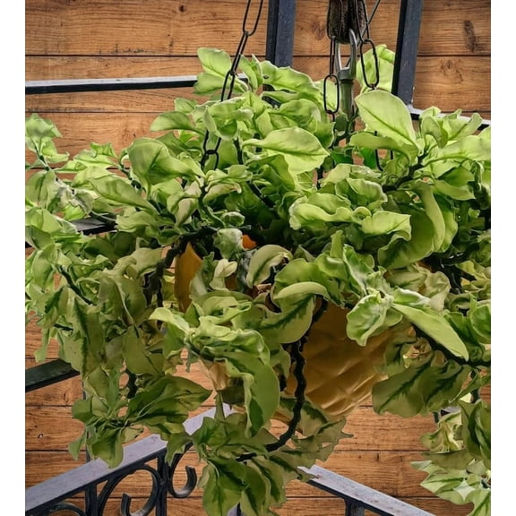Curly Devil's Backbone Live Plant in 2.5 Inch Pot, Variegated Pedilanthus, Rare Succulent Indoor Outdoor Garden