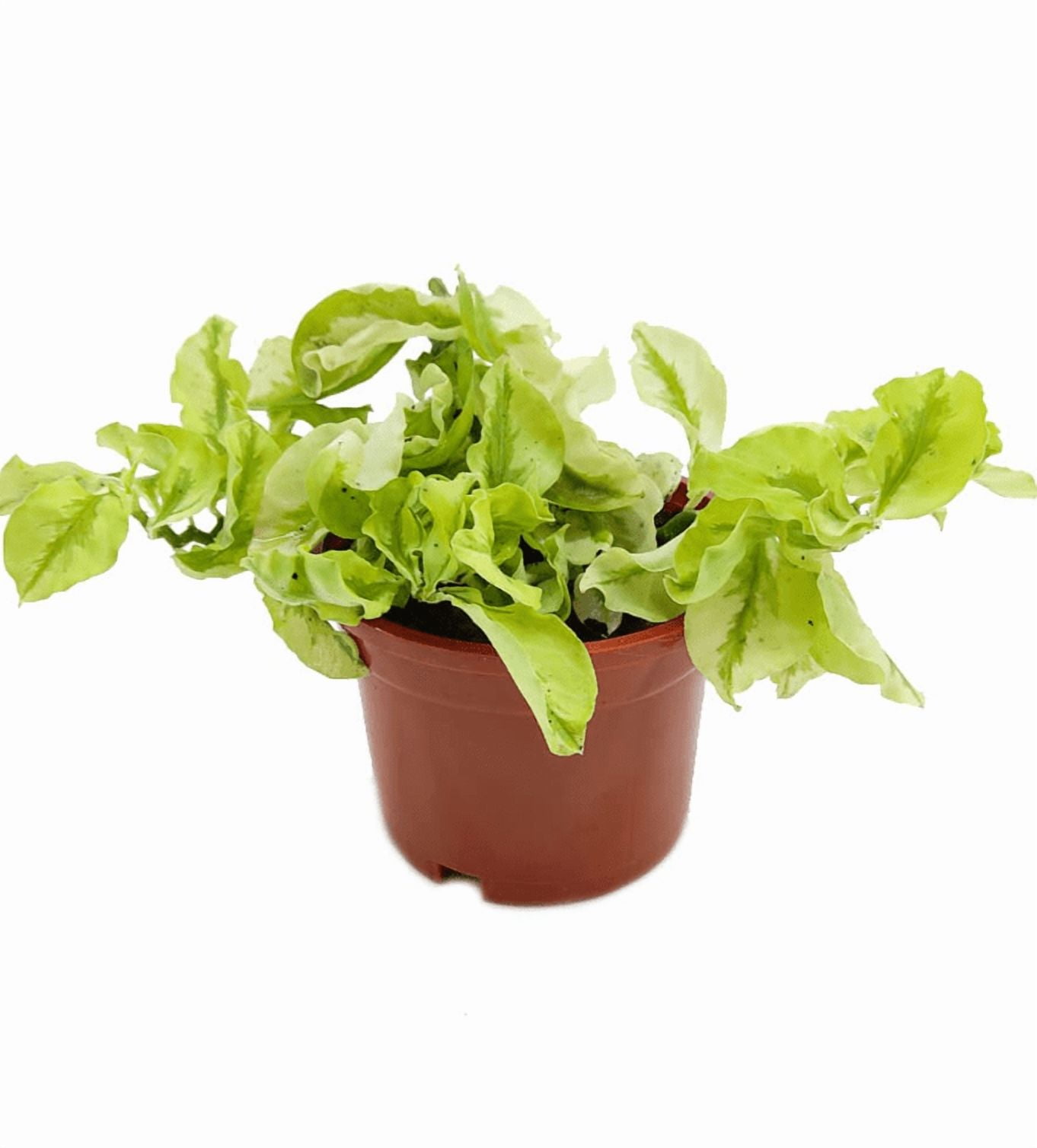 planter with grow light SunBlaster Nano Growlight Garden, w/ LED Grow Light, Timer and Adapter
