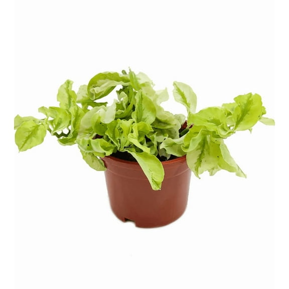 Curly Devil's Backbone Variegated Succulent Plant Pedilanthus Tithymaloides Plant 3"Pot