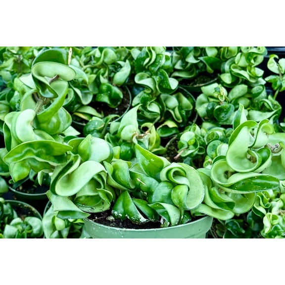 Curly Hoya Plants Live Hoya Hindu Rope Hoya Carnosa Compacta Live Houseplant Plant in 4" Pot