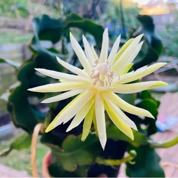 Curly Leaf Epiphyllum Orchid Cactus Live Plant, Curly Locks Twisted Succulent, Well Rooted in 2" Pot