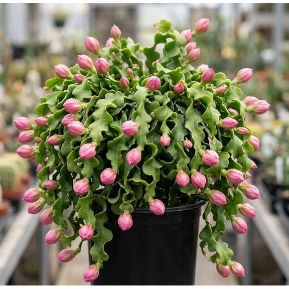 Curly Leaf Epiphyllum Orchid Cactus Live Plant, Curly Locks Twisted Succulent, Well Rooted in 4" Pot