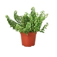 thumbnail image 1 of Curly Lipstick Plant, 4" Pot, Indoor Houseplant, Easy Care, Live Plant for Indoor & Outdoor, 1 of 6