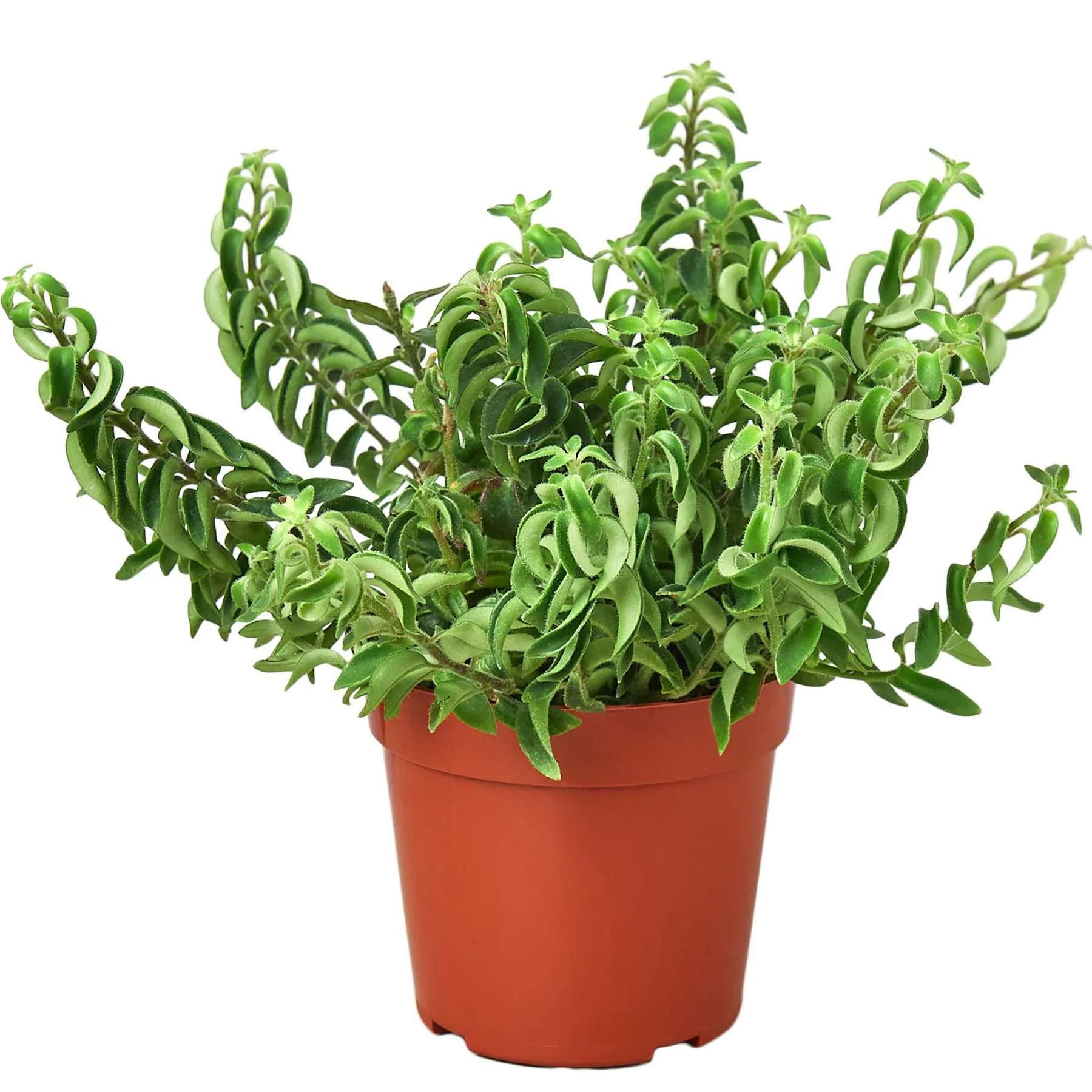 Curly Lipstick Plant!  Live Plant for Indoor | Different Houseplants in 4'' & 6'' Pot | Real House Plant for Living Room, Office, Desk & Bathroom | Aeschynanthus radicans