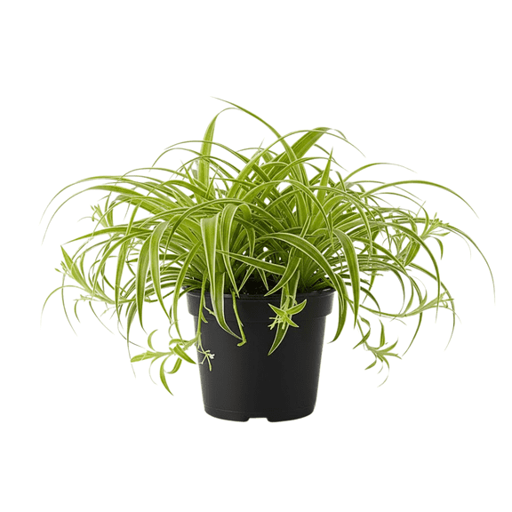 Curly Spider Live Plant, Curly Spider Houseplant, Chlorophytum Comosum, 4-5 inches in Height, 4" Pot Indoor Houseplant