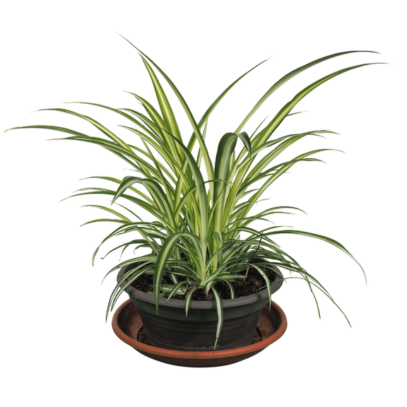 Curly Spider Plant, Easy Care Houseplant, Variegated Foliage, Live Curly Spider Plant in 2 Inches Pot for Home and Office Decoration