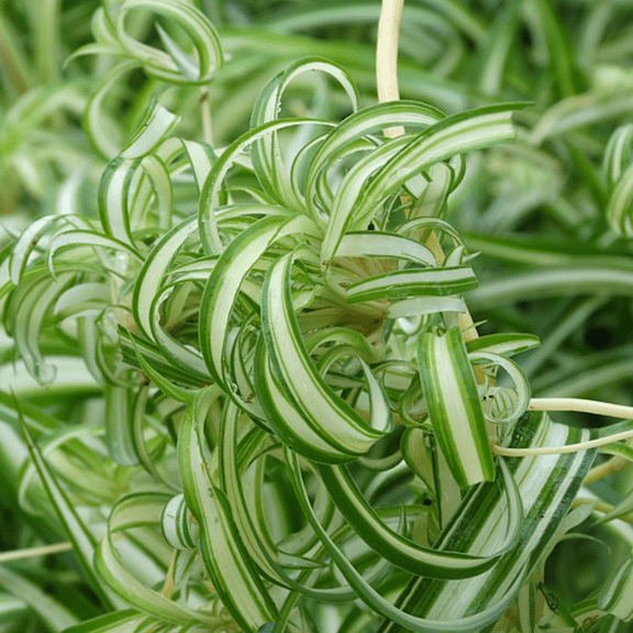 Curly Spider Plant, Live Indoor Plant, Spider Plant Trailing Hanging Basket 2 Inch Pot