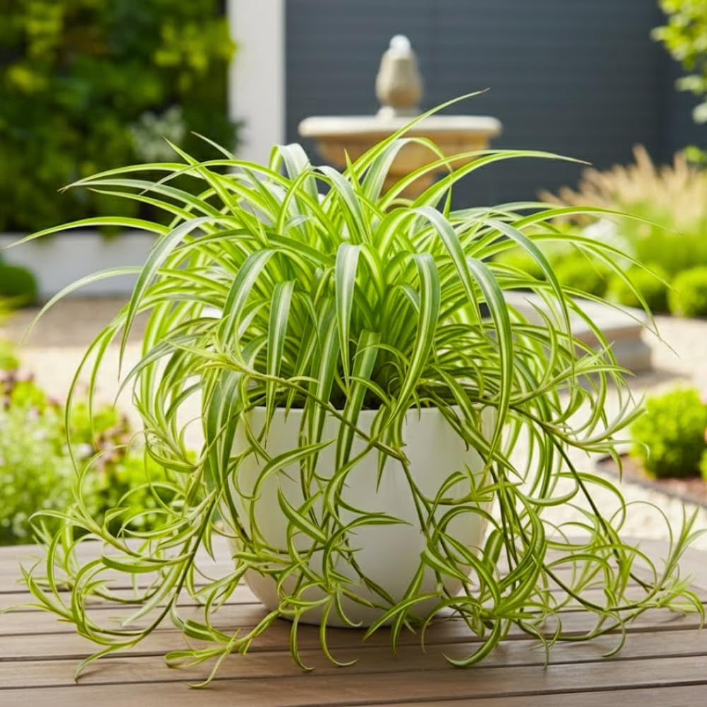 Spider Plants in Indoor Plants - Walmart.com