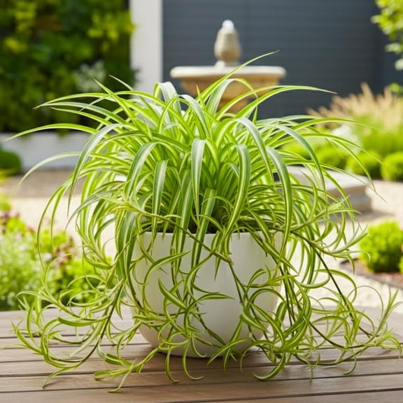 Curly Spider Plant Live, Variegated Spider Plant, 2-4'' Tall, Chlorophytum Comosum, Live Indoor Houseplant for Hanging Basket, Well Rooted , No Pot
