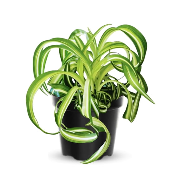 Curly Spider Plant in 4'' Pot, Live Indoor House Plant, Variegated Houseplant Ready to Grow Indoor Outdoor