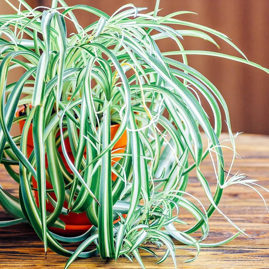 Spider Plants in Indoor Plants - Walmart.com