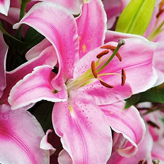 Curly Sue Oriental Lily Jumbo Pack Flower Bulbs - 10 Bulbs per Pack - Attracts Butterflies & Hummingbirds - Good as Cut Flowers - Grows Well In Containers - Naturalizing - Pleasantly Scented