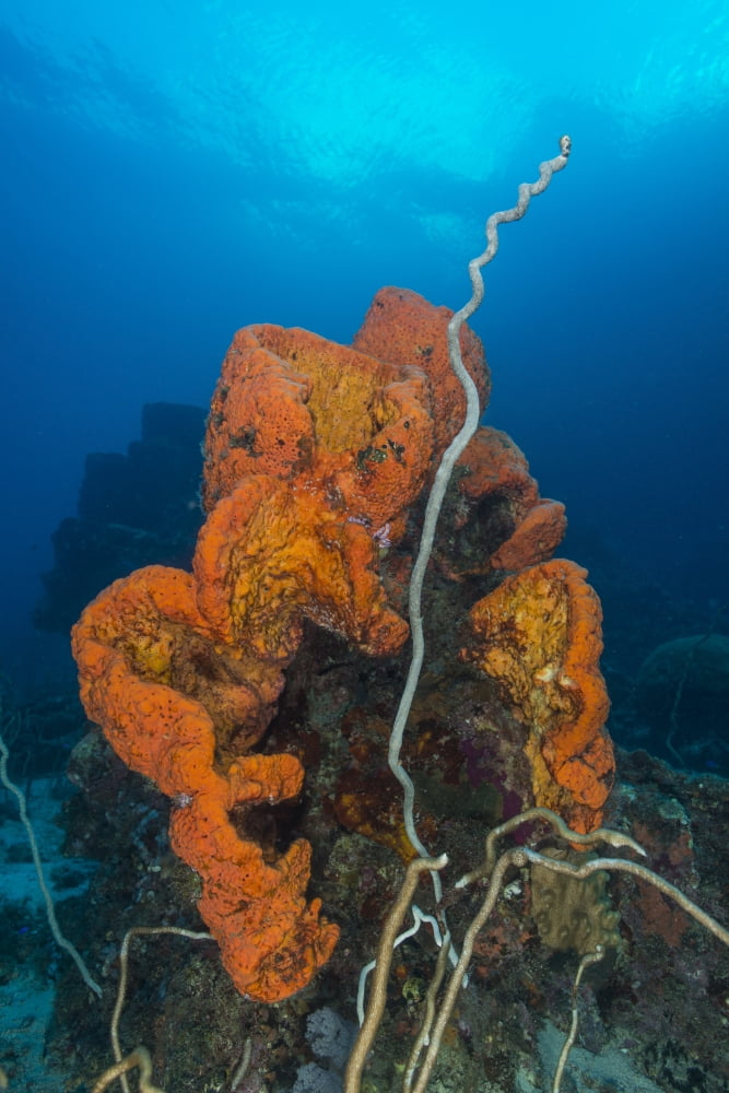 Curly bright orange sponge with greyish whip coral Canvas Art - Mathieu MeurStocktrek Images (12 x 17)