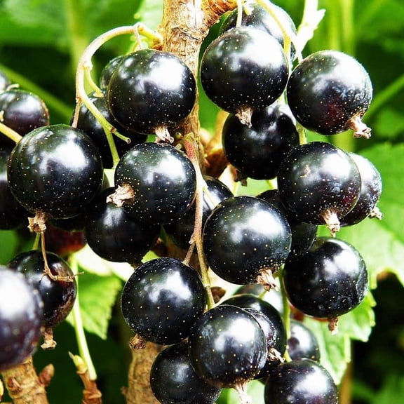 Currant Tree Live Plant For Growing, 1 Year Old, Currant Berries Fruit Tree, Currant Plant Live For Planting Your Garden, Currant Bush Live (Black Currant)