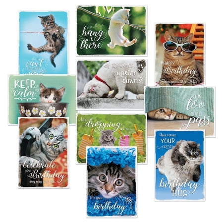 Current CATtitude All Occasion Greeting Cards Value Pack - Set of 20, 5" x 7"