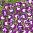 thumbnail image 1 of Currier Siberian Iris Flower Roots - 5 Bulbs per Pack - Deer Resistant - Good as Cut Flowers - Perennializing - Great for Garden Borders, 1 of 4
