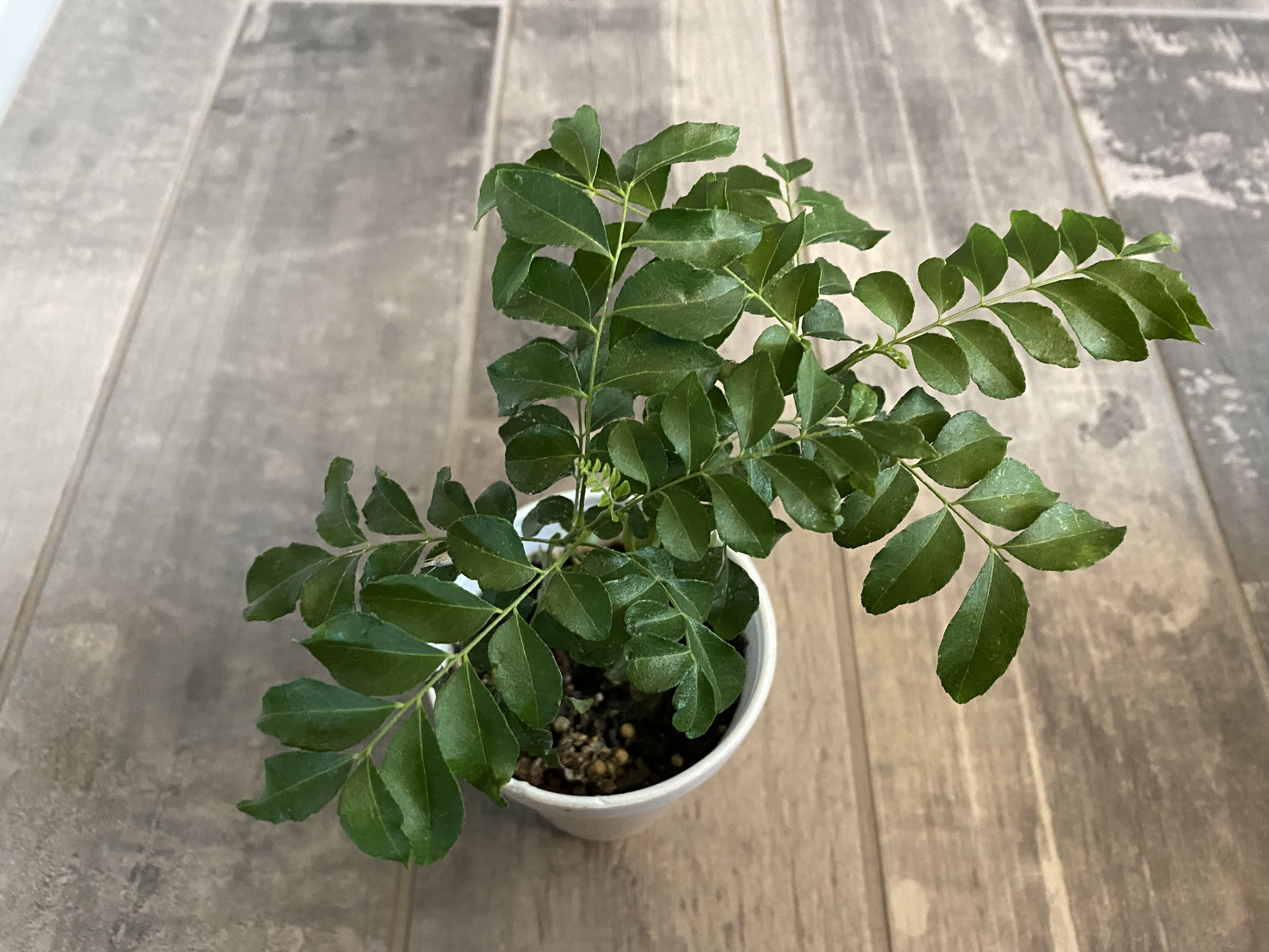 Curry Leaf Plant - Live Plant (Murraya Koenigii), 6 Inches