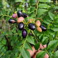 thumbnail image 1 of Curry Leaf Plants, Curry Live Plants, Herb for Growing Outdoor, 4 to 7 Inches, 1 of 5