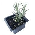 thumbnail image 1 of Curry Plant (Helichrysum italicum) 2.5 inch Pot, 1 of 5