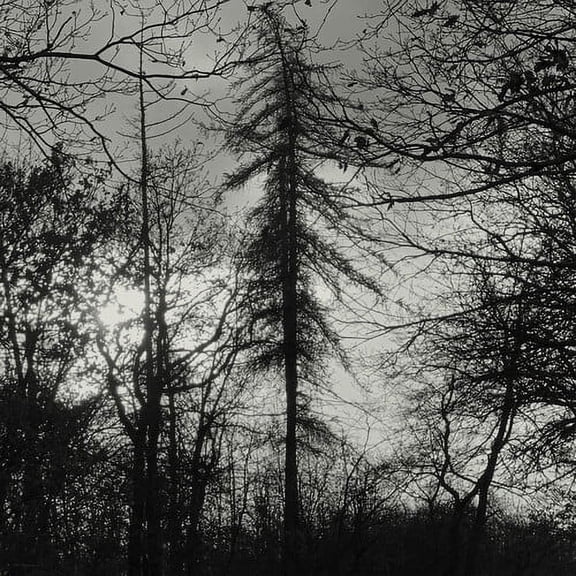 Curse All Kings - Feral Earth - Music & Performance - CD