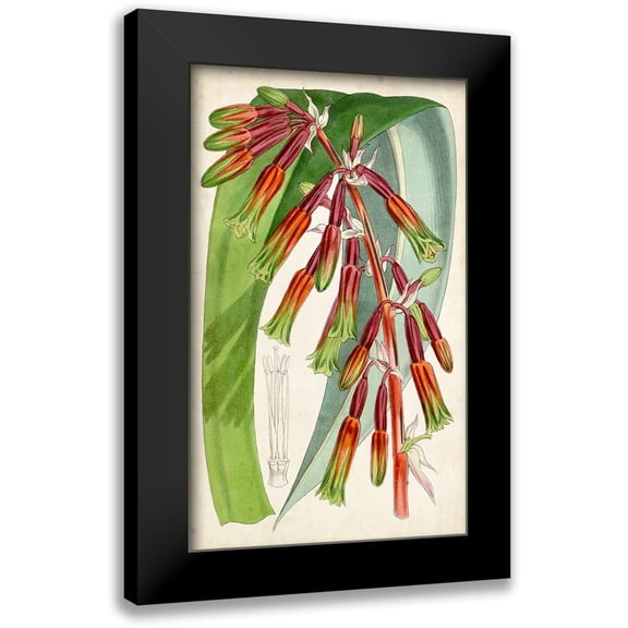 Curtis 10x14 Black Modern Framed Museum Art Print Titled - Tropical Gems I