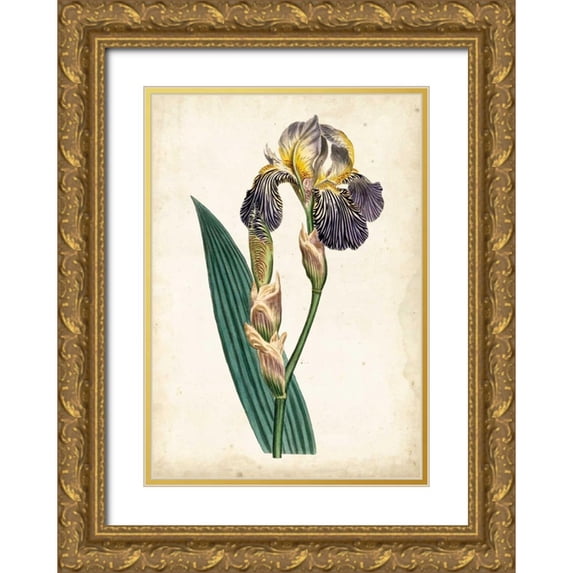 Curtis 11x14 Gold Ornate Wood Framed with Double Matting Museum Art Print Titled - Curtis Iris VI