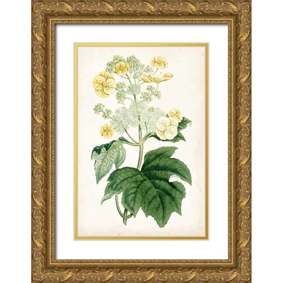 Curtis 11x14 Gold Ornate Wood Framed with Double Matting Museum Art Print Titled - Floral Lace II
