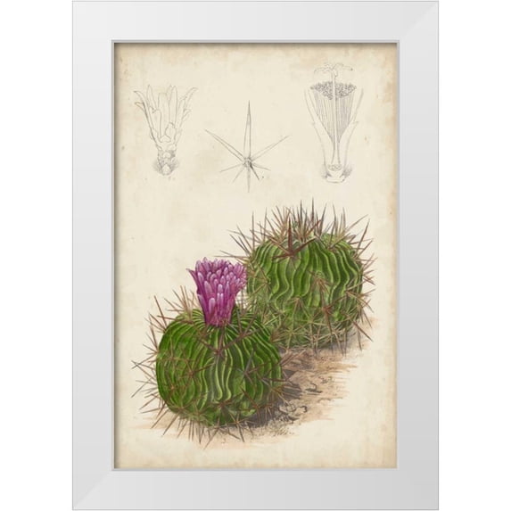 Curtis 11x14 White Modern Wood Framed Museum Art Print Titled - Antique Cactus II