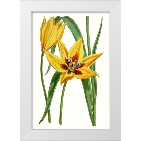 Curtis 11x14 White Modern Wood Framed Museum Art Print Titled - Curtis Tulips VI