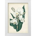 thumbnail image 1 of Curtis 11x14 White Modern Wood Framed Museum Art Print Titled - Ivory Garden IV, 1 of 4