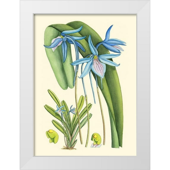 Curtis 11x14 White Modern Wood Framed Museum Art Print Titled - Periwinkle Blooms IV