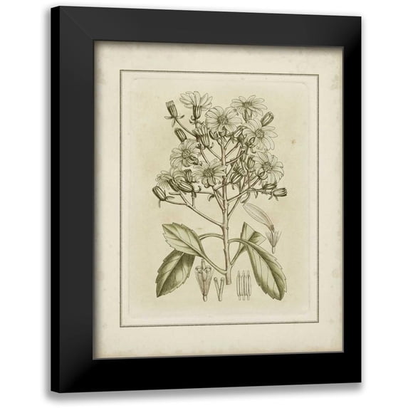 Curtis 12x14 Black Modern Framed Museum Art Print Titled - Small Tinted Botanical I