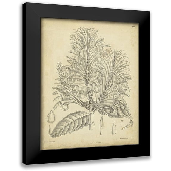 Curtis 12x14 Black Modern Framed Museum Art Print Titled - Vintage Curtis Botanical V