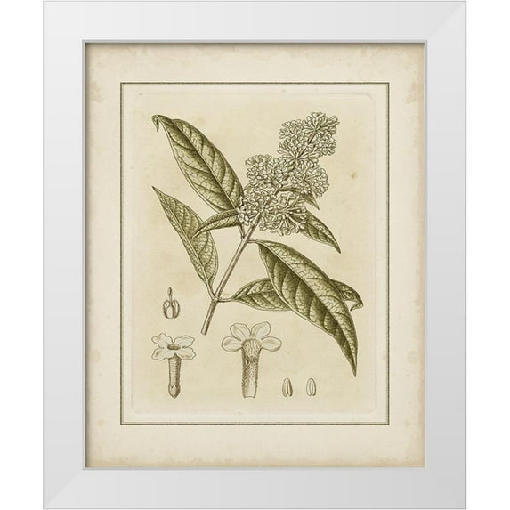 Curtis 12x14 White Modern Wood Framed Museum Art Print Titled - Tinted Botanical II