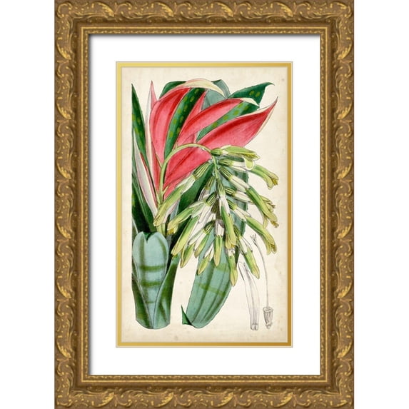 Curtis 12x18 Gold Ornate Wood Framed with Double Matting Museum Art Print Titled - Tropical Gems III
