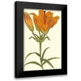 thumbnail image 1 of Curtis 13x18 Black Modern Framed Museum Art Print Titled - Lily Varieties III, 1 of 5