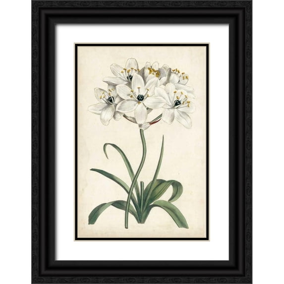 Curtis 13x18 Black Ornate Wood Framed with Double Matting Museum Art Print Titled - Ivory Garden V