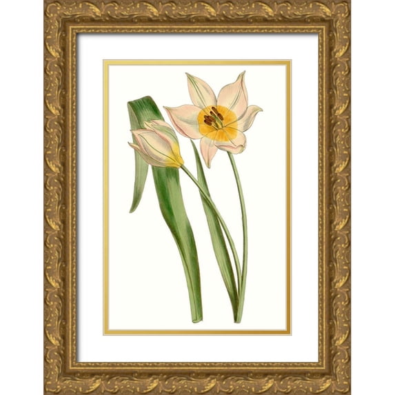 Curtis 13x18 Gold Ornate Wood Framed with Double Matting Museum Art Print Titled - Curtis Tulips III