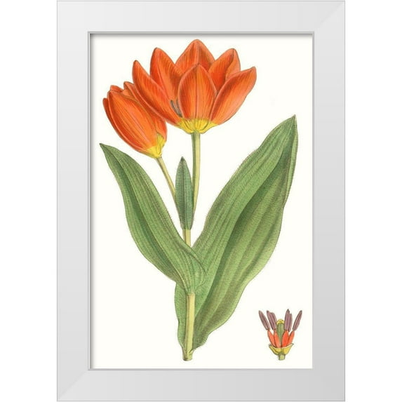 Curtis 13x18 White Modern Wood Framed Museum Art Print Titled - Curtis Tulips IX