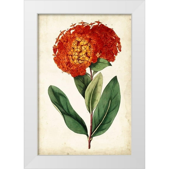 Curtis 13x18 White Modern Wood Framed Museum Art Print Titled - Tangerine Floral II