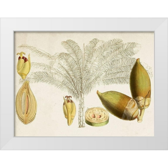 Curtis 14x12 White Modern Wood Framed Museum Art Print Titled - Tropical Foliage and Fruit VIII