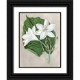 thumbnail image 1 of Curtis  15x18 Black Ornate Wood Framed with Double Matting Museum Art Print Titled - Alabaster Blooms III, 1 of 4